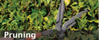 Pruning